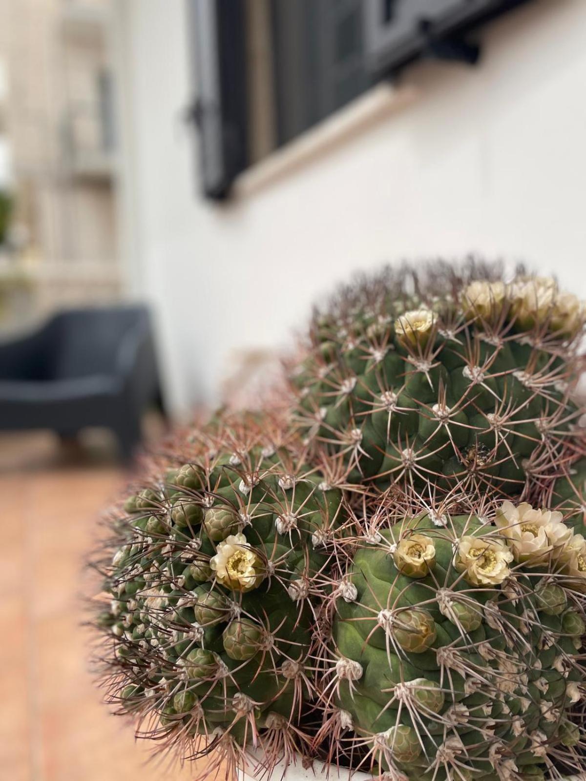 Rosa Dei Venti Villa Polignano a Mare Buitenkant foto